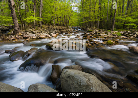 Le printemps sur la broche du milieu de la Petite Rivière Pigeon dans le Greenbrier zone du parc national des Great Smoky Mountains dans Tenn Banque D'Images