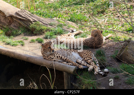 Une paire de guépards au Zoo de Chester Banque D'Images