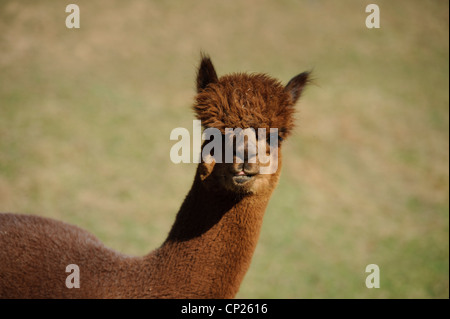 Les alpagas STANDING IN FIELD Banque D'Images