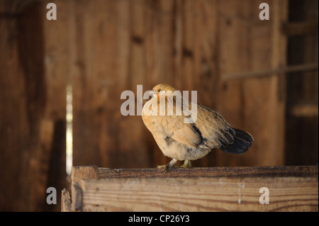 HEN REPOSANT SUR BARN RAILING Banque D'Images