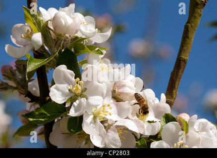 'Abeille à miel (Apis mellifera) sur Apple Blossom, UK Banque D'Images