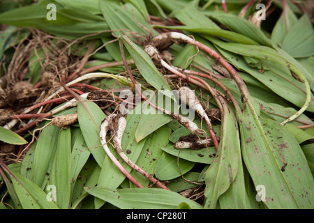 Également connu sous le nom de rampes, poireaux sauvages Richwood, West Virginia, USA Appalaches Banque D'Images