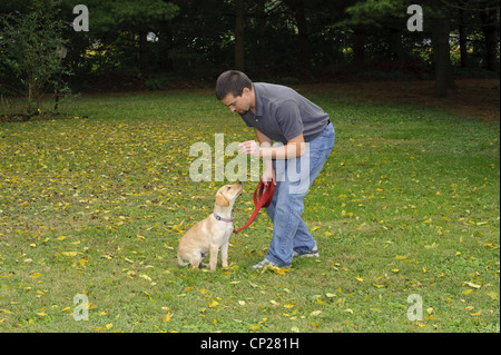 Formation d'OBÉISSANCE DE YELLOW LAB PUPPY 3 1/2 MOIS Banque D'Images