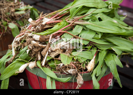 Également connu sous le nom de rampes, poireaux sauvages Richwood, West Virginia, USA Appalaches Banque D'Images