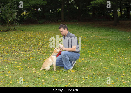 Formation d'OBÉISSANCE DE YELLOW LAB PUPPY 3 1/2 MOIS Banque D'Images