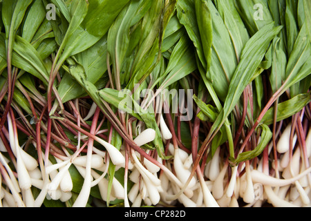 Également connu sous le nom de rampes, poireaux sauvages Richwood, West Virginia, USA Appalaches Banque D'Images