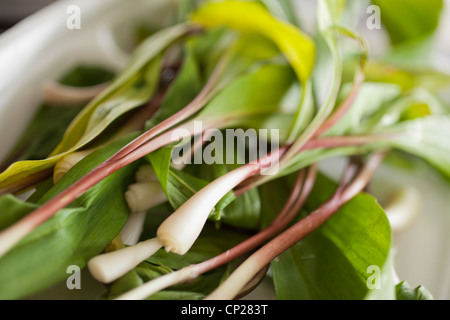 Également connu sous le nom de rampes, poireaux sauvages Richwood, West Virginia, USA Appalaches Banque D'Images