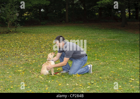 Formation d'OBÉISSANCE DE YELLOW LAB PUPPY 3 1/2 MOIS Banque D'Images