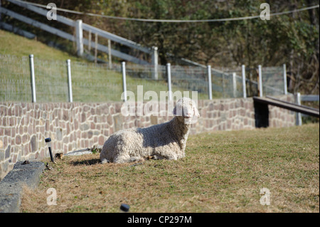 Pose de chèvres angora en pâturage Banque D'Images