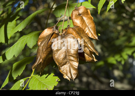 CLOSE-UP DE GOUSSES SUR GOLDEN RAIN TREE (Koelreuteria paniculata) / NEW JERSEY Banque D'Images