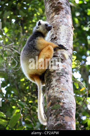 Propithèque diadème ou Diademed Sifaka, Propithecus diadema, Indriidae, Lemuriformes, primates. La Réserve Andasibe, Madagascar. Banque D'Images