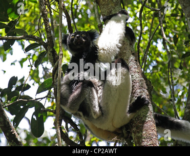 L'Indri Indri Indri,,, Lemuriformes Indriidae, primates. Réserve naturelle d'Andasibe, Madagascar, Afrique. Lémurien femelle avec bébé. Banque D'Images