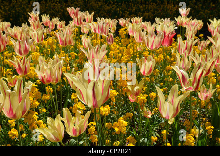 Les tulipes à Guildford Castle Banque D'Images