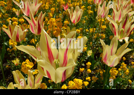 Les tulipes à Guildford Castle Banque D'Images