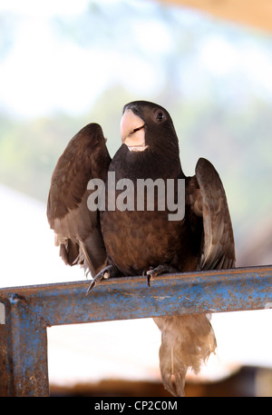 Black Parrot ou moins Vasa Parrot, Coracopsis nigra, Psittacidés. Oiseaux apprivoisés, Andasibe Village, province de Toamasina, à Madagascar. Banque D'Images