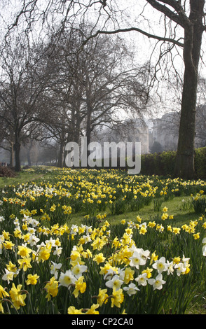 Les jonquilles en fleurs dans Regents Park, Londres Banque D'Images
