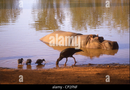 Les hippopotames de trou d'eau, Kruger National Park, Mpumalanga, Afrique du Sud Banque D'Images
