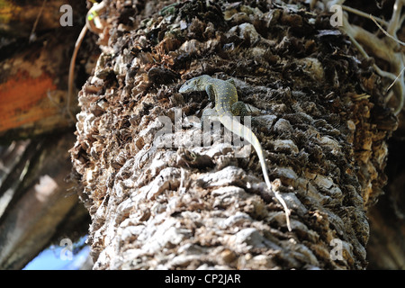 L'eau du Nil - moniteur Leguaan (Varanus niloticus - Lacerta moniteur - Lacerta nilotica) grimper sur un palmier au lac Baringo Banque D'Images