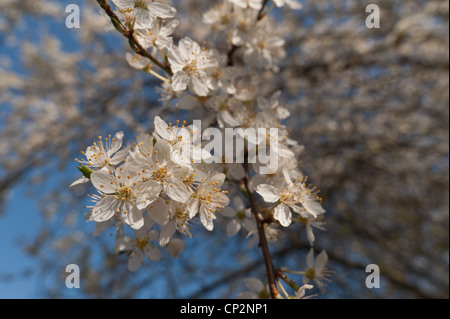 Détail de floraison des fleurs sauvages damson plumb en mars le début de printemps Banque D'Images