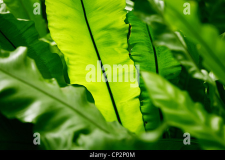 Plante de palmiers tropicaux, feuilles épaisses vert Banque D'Images