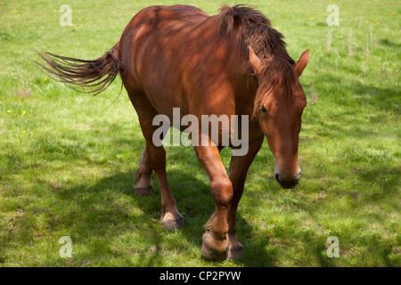 Close up of a British Suffolk Punch Shire Horse Banque D'Images