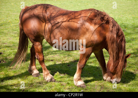 Close up of a British Suffolk Punch shire horse grazing Banque D'Images