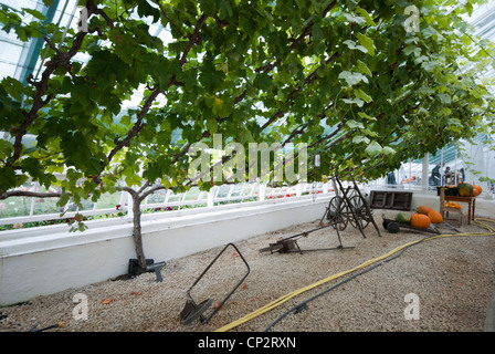 Vigne mature croître sous verre au Royaume-Uni. Banque D'Images