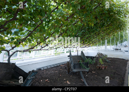 Vigne mature croître sous verre au Royaume-Uni. Banque D'Images