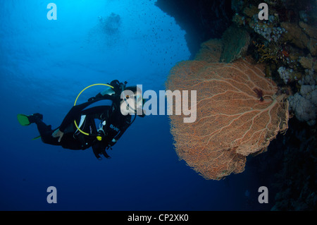 Approches de plongée coral ventilateur dans la mer Rouge, Egypte Banque D'Images