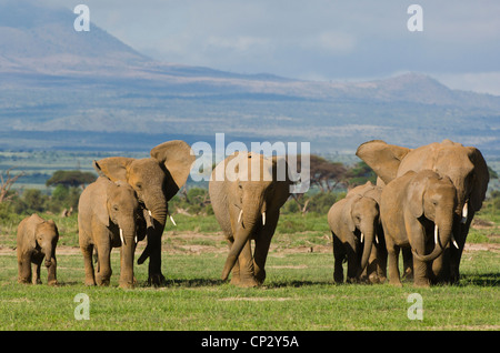 Troupeau des éléphants d'Afrique (Loxodonta africana) marcher vers la caméra. Banque D'Images