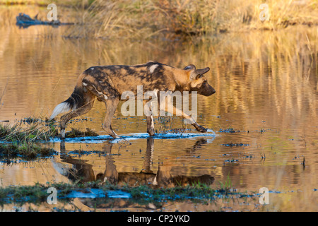 Chien sauvage d'Afrique (Le Cap Chien de chasse) Lycaon pictus à gué en eau Banque D'Images