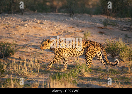 Balades dans le mâle leopard (Panthera pardus) Banque D'Images