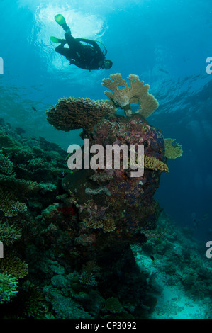 Diver regarde tête de corail sur South Ari atol, Maldives Banque D'Images
