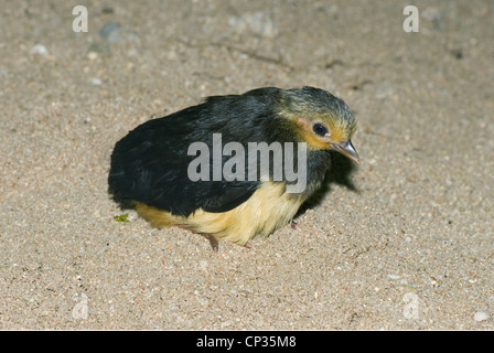 San Martino in Strada (Macrocephalon livraga) oiseau endémique de Megapode Sulawesi, Indonésie, Chick émerge du sable. Banque D'Images