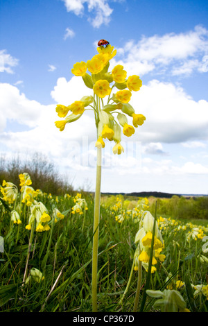 Coccinelle sur primula veris cowslips (tapis) un champ, Poulter Country Park & Nature Reserve, Derbyshire, Royaume-Uni Banque D'Images