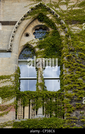 Du Parthenocissus tricuspidata. Réducteur japonais / Boston ivy poussant sur le mur appuyer au Christ Church college. Oxford, Oxfordshire, Angleterre Banque D'Images