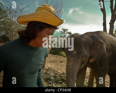 Îles de Thaïlande, Phuket éléphant Banque D'Images