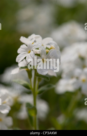 Erinus alpinus fée digitale, ssp. albus qui poussent sur les roches calcaires, la Slovénie. Banque D'Images