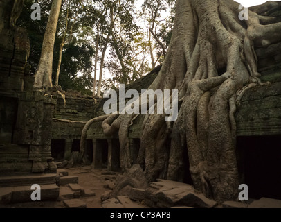 Ta Prohm, les racines du divin, et l'homme était assis dans son arbre. Ta Prohm est un temple sur le site d'Angkor au Cambodge, buil Banque D'Images