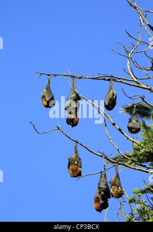 'Couchage' flying fox chauves-souris suspendues à des arbres dans un parc de Sydney, Nouvelle Galles du Sud en Australie. Banque D'Images