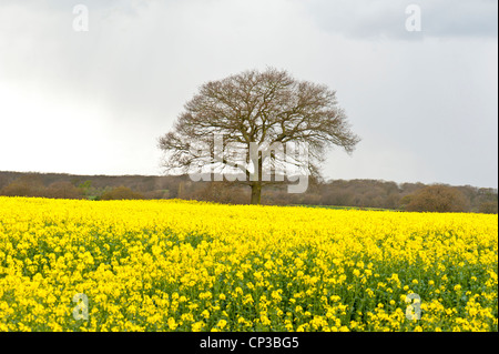 Domaine de colza, Brassica napus, grandissant dans Surrey, UK Banque D'Images
