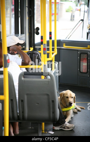 Londres, Royaume-Uni - 09 août 2010 : un chien-guide accompagné par propriétaire coin sur un bus local. Utilisation éditoriale [seulement] Banque D'Images