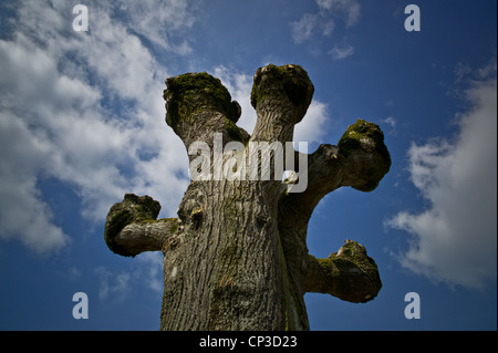 Arbres Campagne Au Printemps Linden A Declare La Tete De Chat Taille Francaise Tailles Chaque Annee Creant Une Sorte De Souche Ou Une Excroissance Tous Photo Stock Alamy