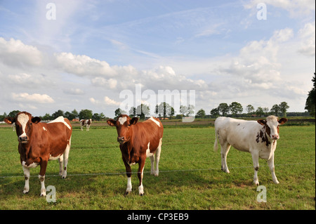 Portrait de trois vaches dans un pré vert, en Belgique. Banque D'Images