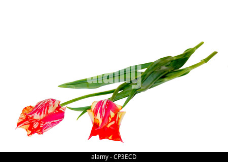 A deux fleurs sont rouge tulipes jaunes Banque D'Images