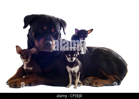 Portrait d'un rottweiler pure race et trois chihuahuas in front of white background Banque D'Images