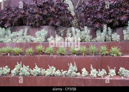 Cactus et succulentes dans le jardin jardins botaniques de Sydney, Australie Banque D'Images