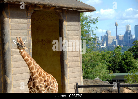 Girafe avec ville en arrière-plan, le Zoo Taronga sur le port de Sydney Sydney Australie. Banque D'Images