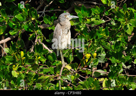 Jaune immatures bihoreaux (Nyctanassa violacea) à Ding Darling National Wildlife Refuge, Sanibel, Floride Banque D'Images