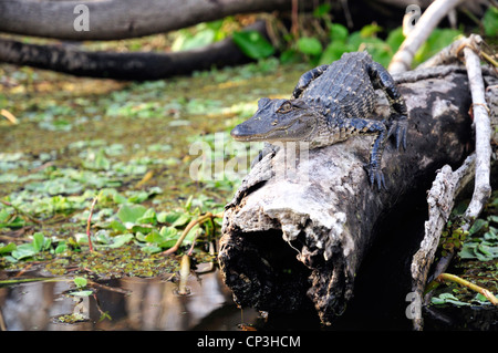 Les jeunes on a log alligator Banque D'Images